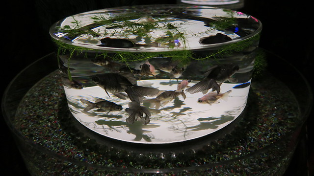 Black gold fishes in a water bowl