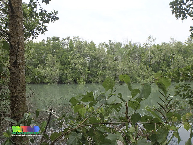Mangroves at R.U.M. site 1
