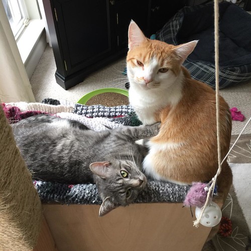 When I left the room, Jeff was snoozing on the cat tree & Eevee was settled here. I came back to this: they look kind of ... guilty? Surprised? Both? #eeveecat #jeffreylebowski #catsofinstagram #catstagram #catslookingguilty