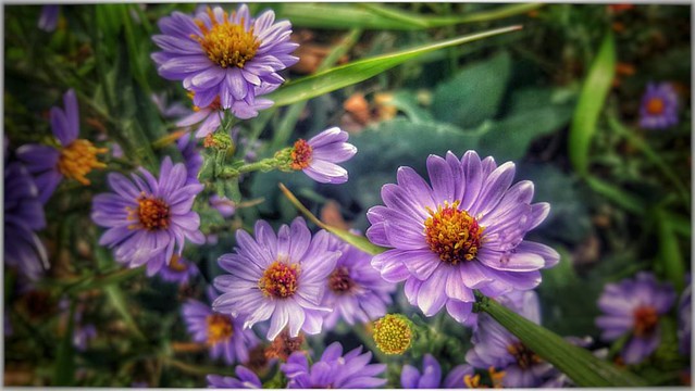 We must let go of the life we have planned, so as to accept the one that is waiting for us. -- Joseph Campbell #purplethings #purpleflowers #qotd #JosephCampbell #flowerphotography #flowerstagram #flowersofinstagram #flowers #summerflowers #nosehill #sum
