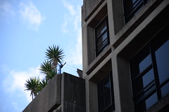 Sirius Building, Millers Point