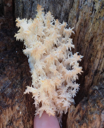Mushroom - Hericium americanum, commonly known as the bear's head tooth fungus