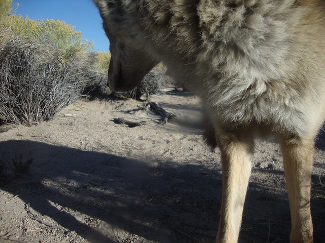coyote close-up
