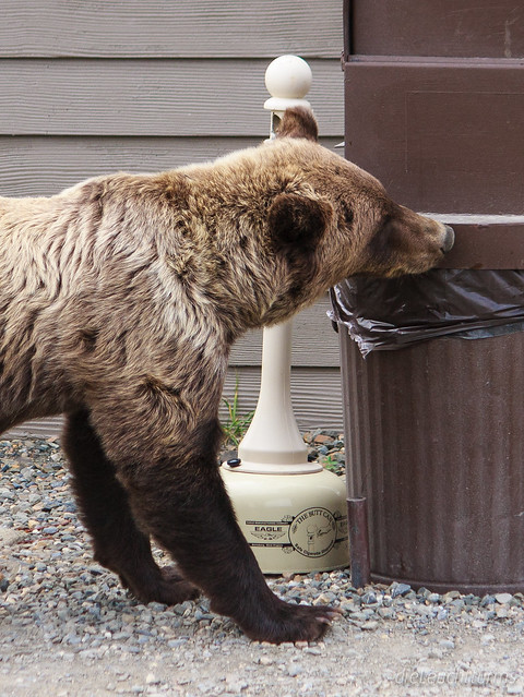 Young Grizzly looking for garbage