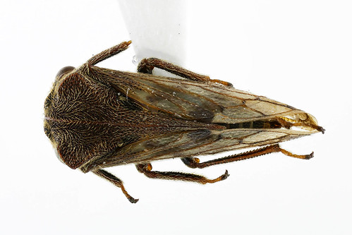 トビイロツノゼミ　Machaerotypus sibiricus (Lethierry,1876)-1-1