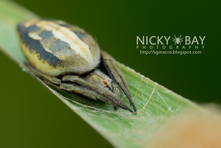 Orb Weaver Spider (Araneus metalis) - DSC_4719