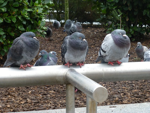 Chilly pigeons