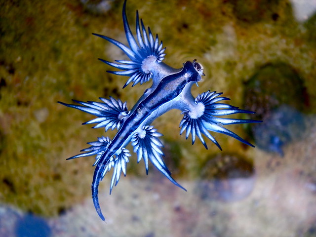 Blue dragon-glaucus atlanticus