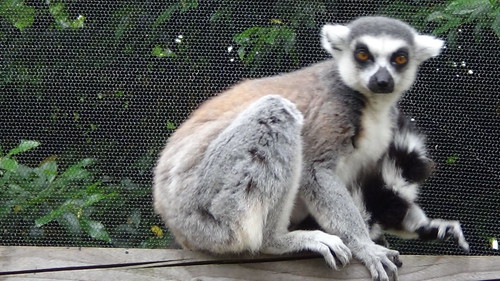 London Zoo July 16 lemurs (3)