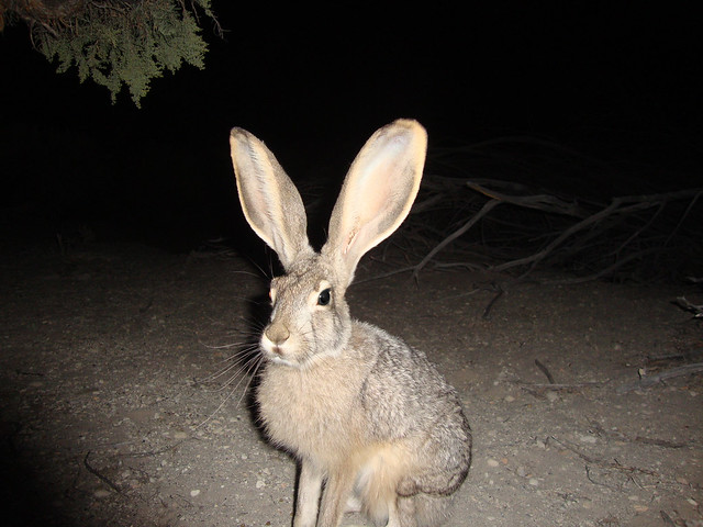 black-tailed jackrabbit