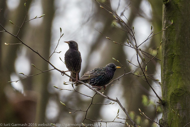 Starlings couple