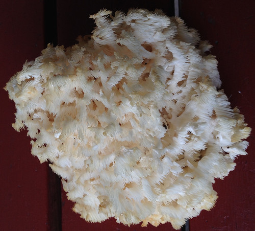 Hericium coralloides commonly known as the bear's head tooth fungus