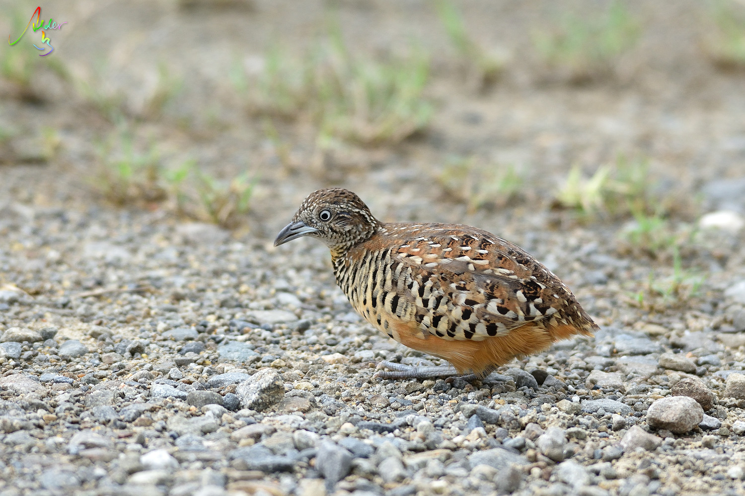 Barred_Buttonquail_3136