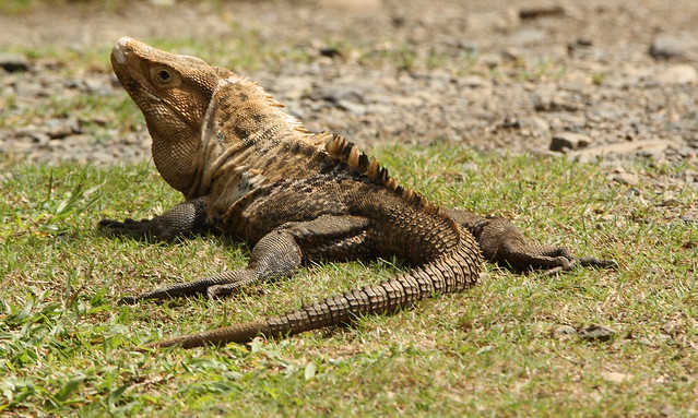 iguana 1