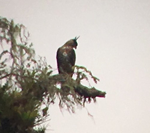 ornate hawk eagle 1
