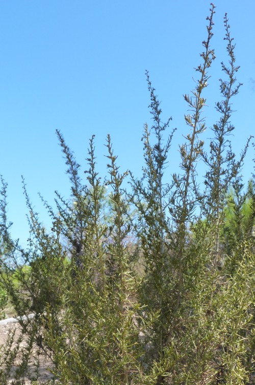 Artemisia californica 29252159622_02d92a7837_o