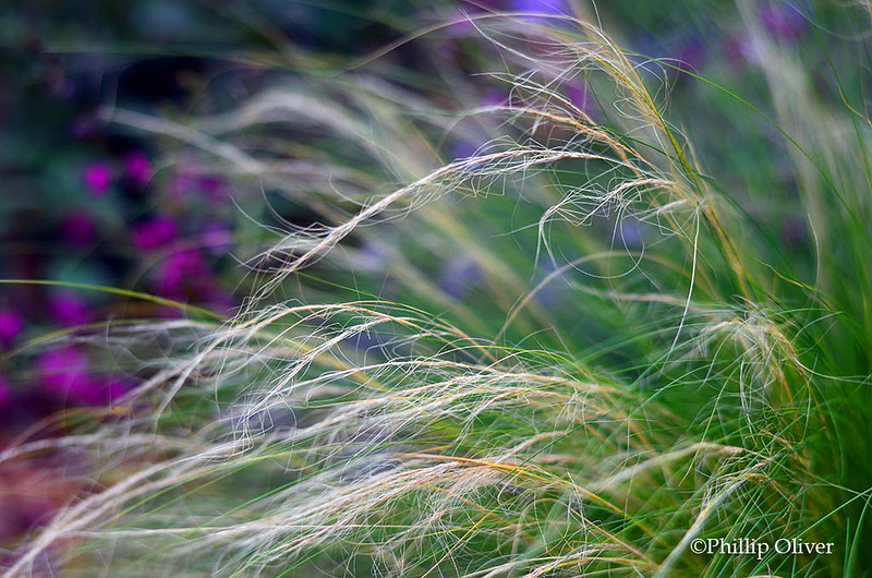 Mexican Feather Grass (Nassella tenuissima)