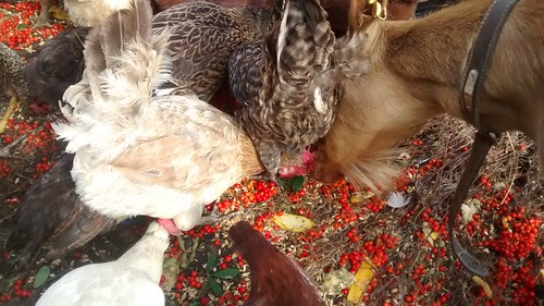 feeding rowan to livestock Aug 16 2