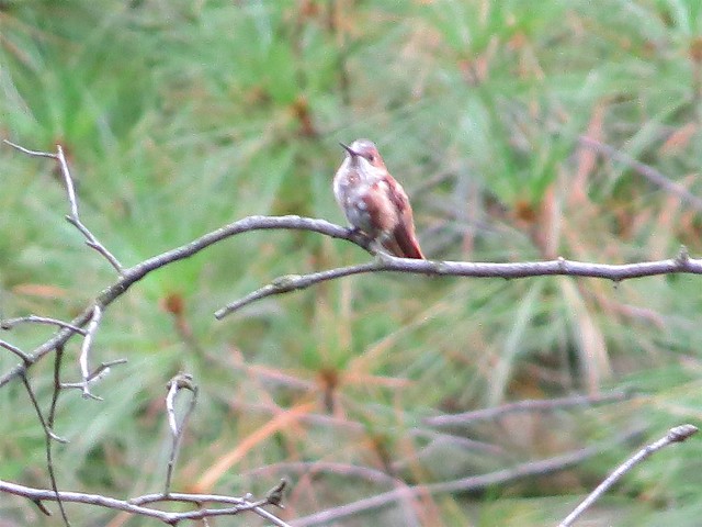 Rufous Hummingbird in Downer's Grove, IL 02