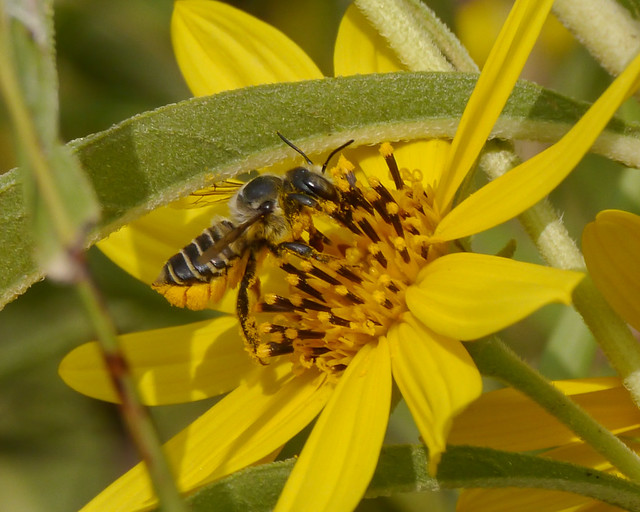 Bee on Maximilian Sunflower - 3