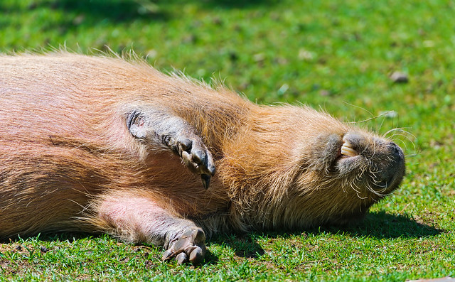 Rolling capybara