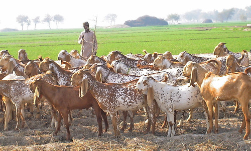 Makhi Cheeni goats