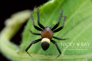 Orb Weaver Spider (Argiope aemula) - DSC_2563