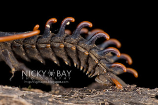 Trilobite beetle larva (Platerodrilus ruficollis) - DSC_9344