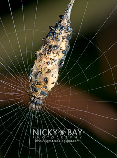 Orb Weaver Spider (Cyclosa sp.) - DSC_7198