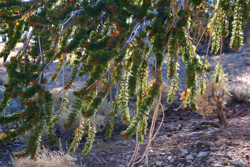IMG_0410 Bottlebrush Branches of Great Basin Bristlecone Pine