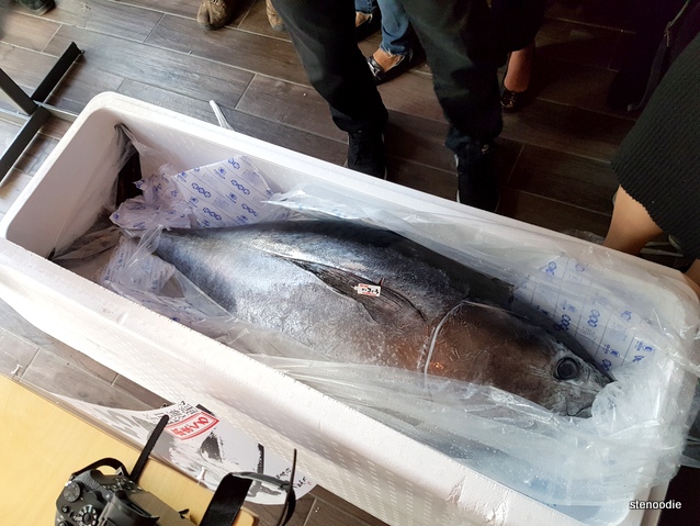 135-pound blue fin tuna