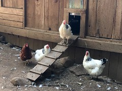 Chickens at Salt Spring Island Cheese