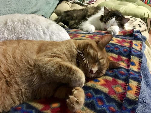Sleeping cats on the couch