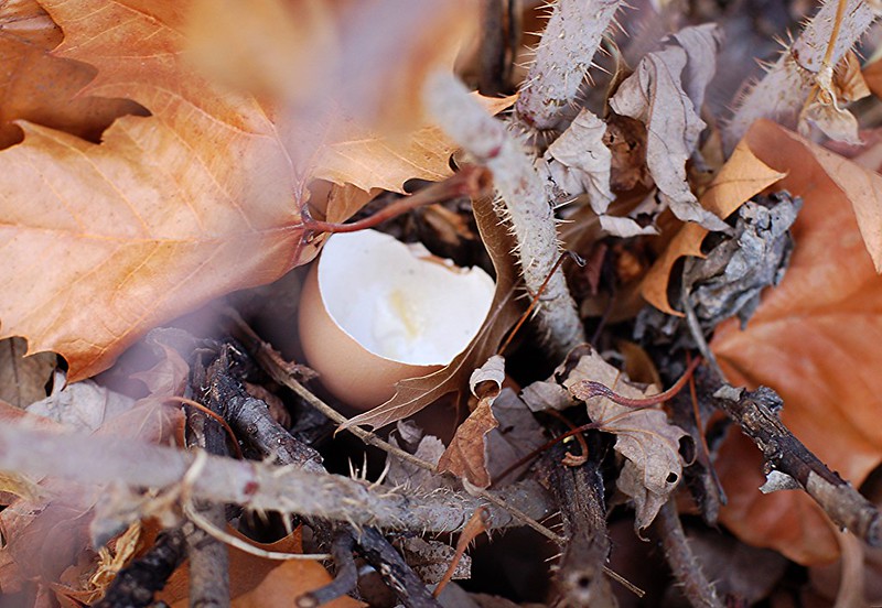 re-cycled egg shells enrich the soil