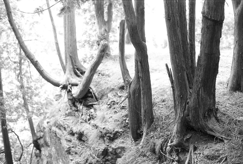 Cedars on the Edge