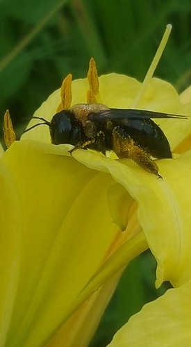 carpenter bee on a daylily