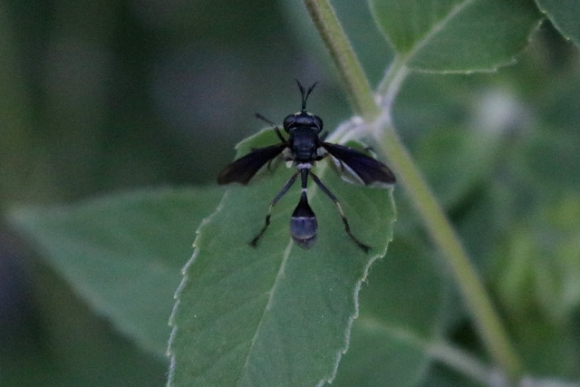 top view of the insect, with the two small antennae at the top