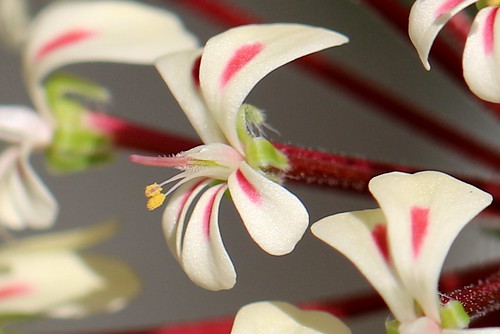 Pelargonium rubiginosum, flower
