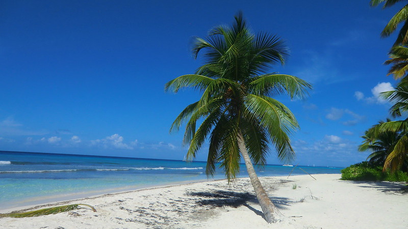 Dominican-Republic - Island of Saona - a Palm tree in the wind
