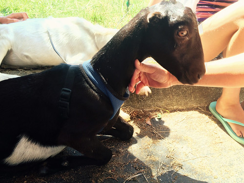 Old Beach Farmer's Market (Petting the Goats) (August 15 2015) (2)