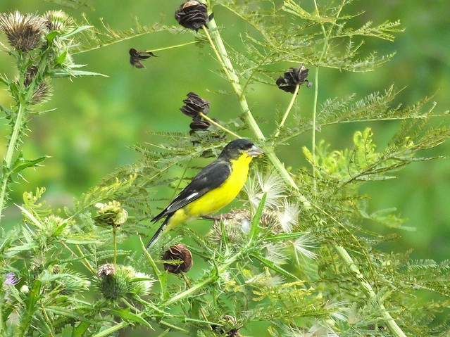 Lesser Goldfinch at the Packabush place