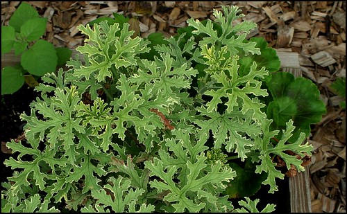 Pelargonium graveolens 'Lady Plymouth  (2)