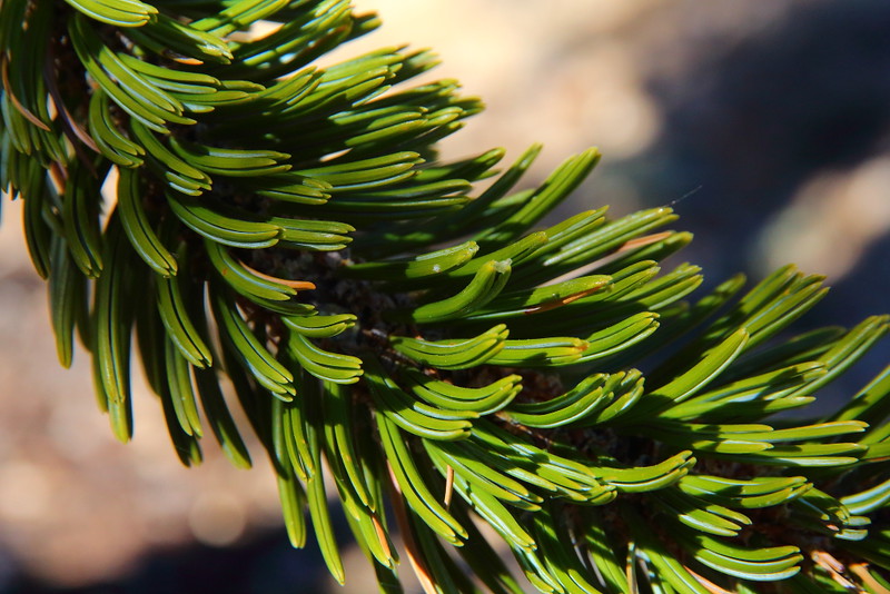IMG_1968 Foliage of Great Basin Bristlecone Pine