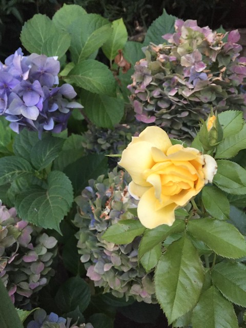 yellow rose and hydrangea