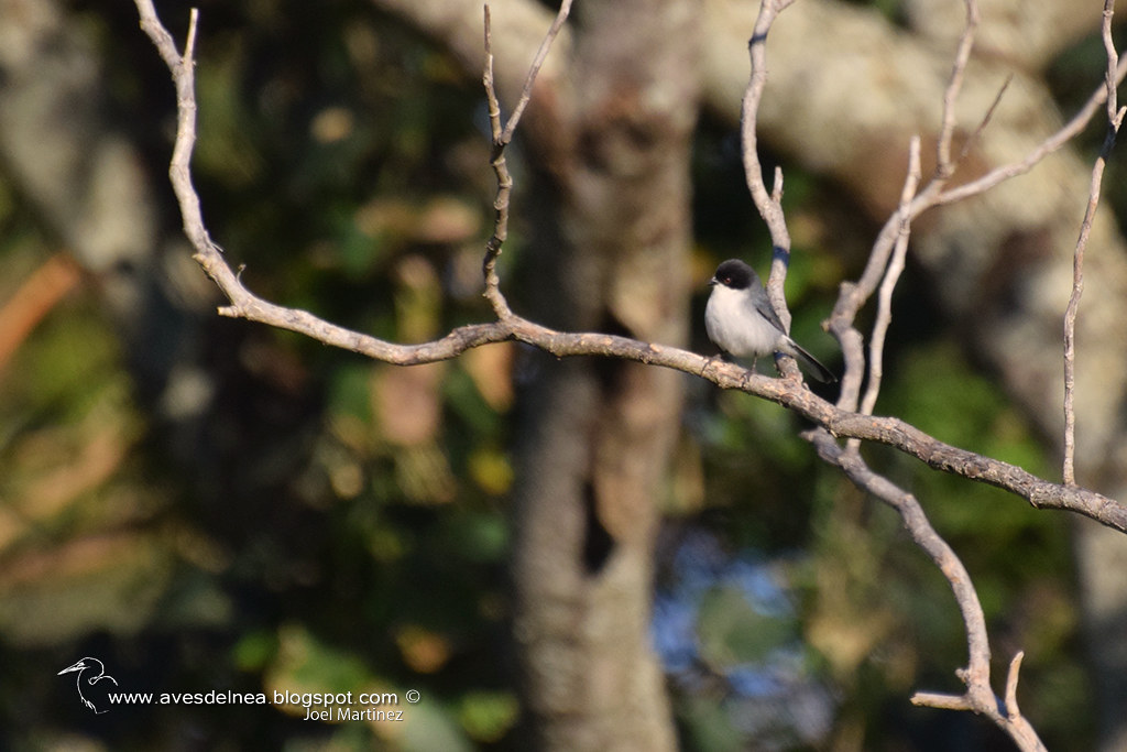Monterita cabeza negra (Black-capped Warbling-Finch) Poospiza melanoleuca