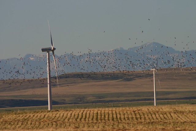 Gulls in the air near the Summerview wind farm near Pincher Creek, Alberta