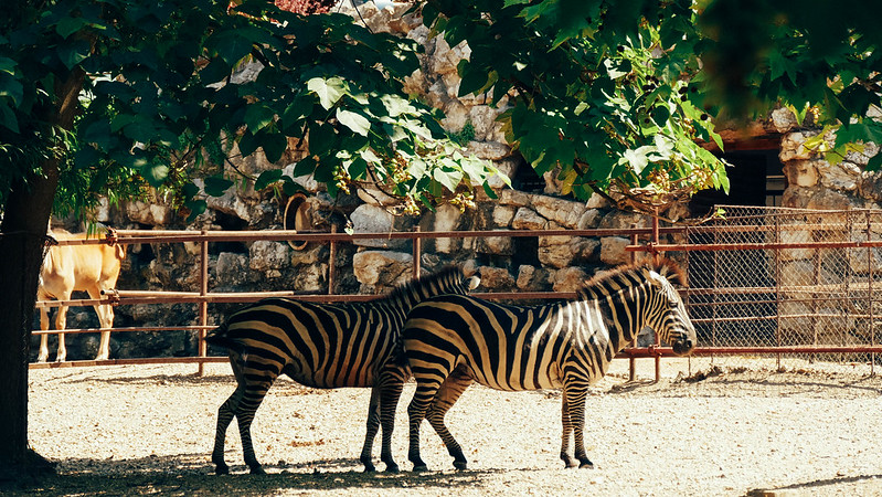 The Zoo in Belgrade