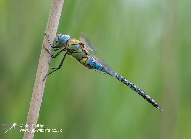 Southern migrant hawker