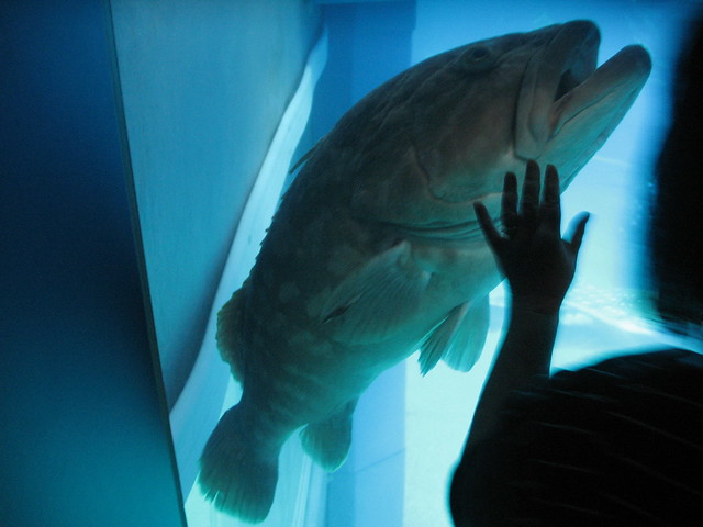 Osaka Aquarium