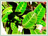 Calathea warscewiczii (Prayer Plant, Calathea, Calathea Plant)